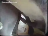 Big horse insatiably cums after fucking in the stables
